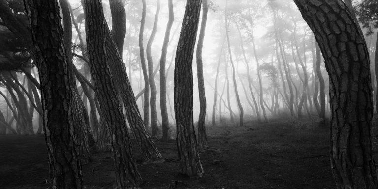Des forêts, des esprits et des hommes, photographies de Bae Bien-u en Corse