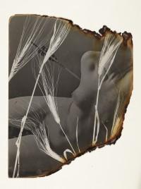 Photogrammes et Rayogrammes : 1940-1950.