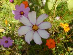 Cosmos en mélange