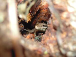 Lézard chez lui