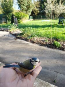 Photo d'une mésange dans une main