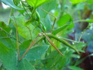 Phasme dans le jardin