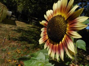 Tournesol (variété Ring of Fire)