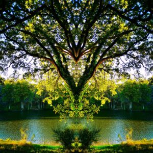 Cette proposition en miroir de la vision que l'on a de l’arbre, apparaît comme une nouvelle réalité. La manifestation de cet esprit a tête de dragon, symbolise le gardien du lieu, il harmonise le ciel et la terre. Cette apparition presque centrale dans l’oeuvre, donne l’impression que l’on ne perçoit que la partie immergée de l’esprit "Dragon" mais que son corps est démesurement immense. Cette oeuvre surnaturaliste, est poétique par la douceur de ses couleurs et le dégradé de lumière. Elle est également structurée par les lignes que forment les branches.
